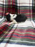 Ann, a female Dachshund and Miniature Dachshund for sale in Mansfield, MO – 3 of 3