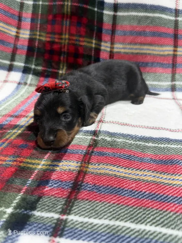 Ava – Dachshund, Miniature Dachshund puppy for sale in Mansfield, MO