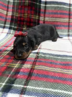 Ava, a female Dachshund and Miniature Dachshund for sale in Mansfield, MO – 1 of 3