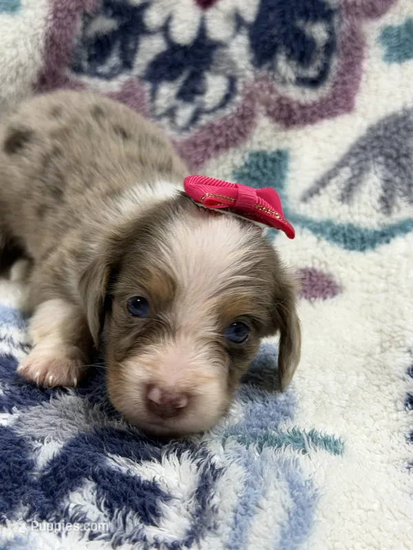 Abby  – Dachshund, Miniature Dachshund puppy for sale in Mansfield, MO