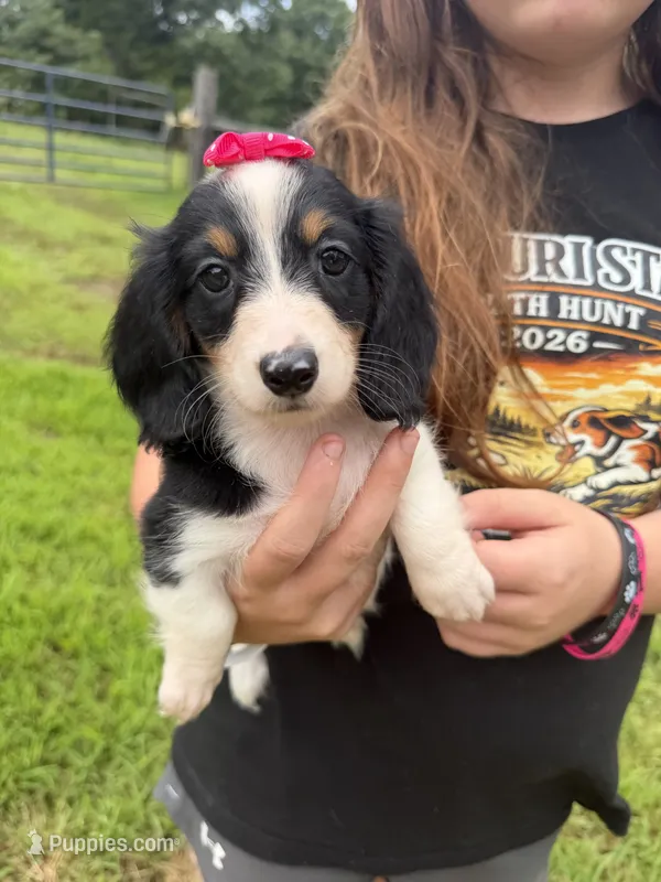 Ann – Dachshund, Miniature Dachshund puppy for sale in Mansfield, MO