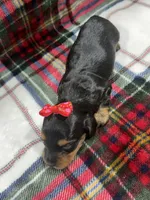 Daisy (AKC, a female Dachshund and Miniature Dachshund for sale in Mansfield, MO – 4 of 4
