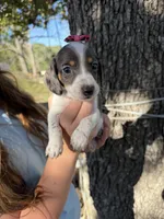 Ember , a female Miniature Dachshund for sale in Mansfield, MO – 3 of 4