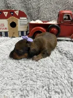 Dolly(AKC) , a female Dachshund and Miniature Dachshund for sale in Mansfield, MO – 4 of 5