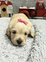 Cookie , a female Dachshund and Miniature Dachshund for sale in Mansfield, MO – 5 of 6