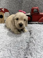 Cookie , a female Dachshund and Miniature Dachshund for sale in Mansfield, MO – 6 of 6