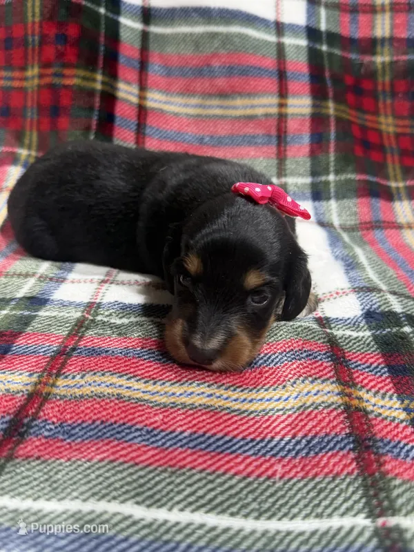 Alice  – Dachshund, Miniature Dachshund puppy for sale in Mansfield, MO
