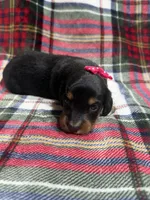 Alice , a female Dachshund and Miniature Dachshund for sale in Mansfield, MO – 1 of 2