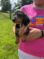 Lou (AKC), a female Dachshund and Miniature Dachshund for sale in Mansfield, MO – 3 of 7