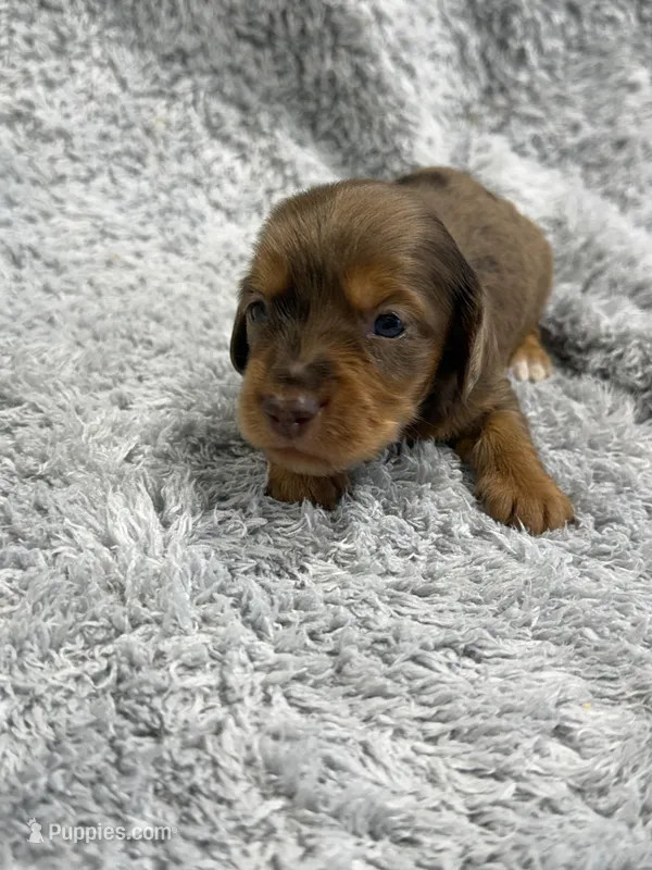 Rocky – Dachshund, Miniature Dachshund puppy for sale in Mansfield, MO