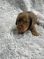 Rocky, a male Dachshund and Miniature Dachshund for sale in Mansfield, MO – Photo 1 of 3