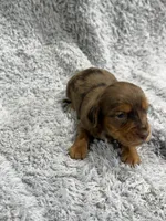 Rocky, a male Dachshund and Miniature Dachshund for sale in Mansfield, MO – Photo 2 of 3