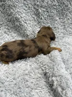 Rocky, a male Dachshund and Miniature Dachshund for sale in Mansfield, MO – Photo 3 of 3