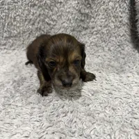 Badger, a male Dachshund and Miniature Dachshund for sale in Mansfield, MO – Photo 4 of 8