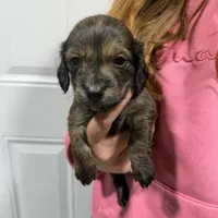 Badger, a male Dachshund and Miniature Dachshund for sale in Mansfield, MO – Photo 2 of 8