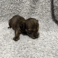Badger, a male Dachshund and Miniature Dachshund for sale in Mansfield, MO – Photo 5 of 8