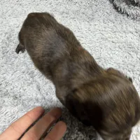 Badger, a male Dachshund and Miniature Dachshund for sale in Mansfield, MO – Photo 8 of 8