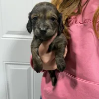 Badger, a male Dachshund and Miniature Dachshund for sale in Mansfield, MO – Photo 3 of 8