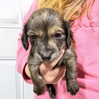 Badger, a male Dachshund and Miniature Dachshund for sale in Mansfield, MO – Photo 6 of 8