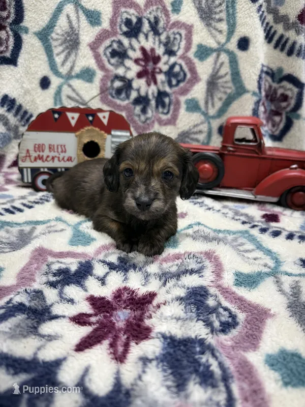 Badger, a male Dachshund and Miniature Dachshund for sale in Mansfield, MO – Photo 1 of 8
