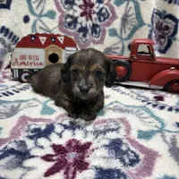 Badger, a male Dachshund and Miniature Dachshund for sale in Mansfield, MO – Photo 1 of 8