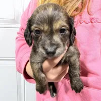 Badger, a male Dachshund and Miniature Dachshund for sale in Mansfield, MO – Photo 7 of 8