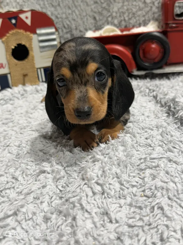 Axle  – Dachshund, Miniature Dachshund puppy for sale in Mansfield, MO