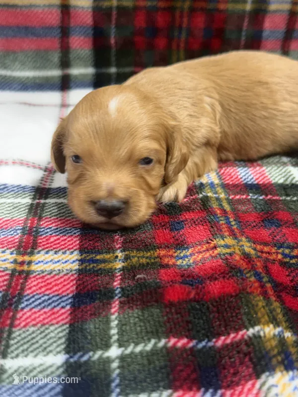 Buck (AKC , a male Dachshund and Miniature Dachshund for sale in Mansfield, MO – 1 of 5