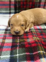 Buck (AKC , a male Dachshund and Miniature Dachshund for sale in Mansfield, MO – 1 of 5