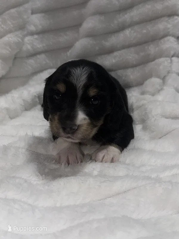 Berry  – Dachshund, Miniature Dachshund puppy for sale in Mansfield, MO