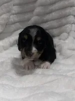 Berry , a male Dachshund and Miniature Dachshund for sale in Mansfield, MO – 1 of 6