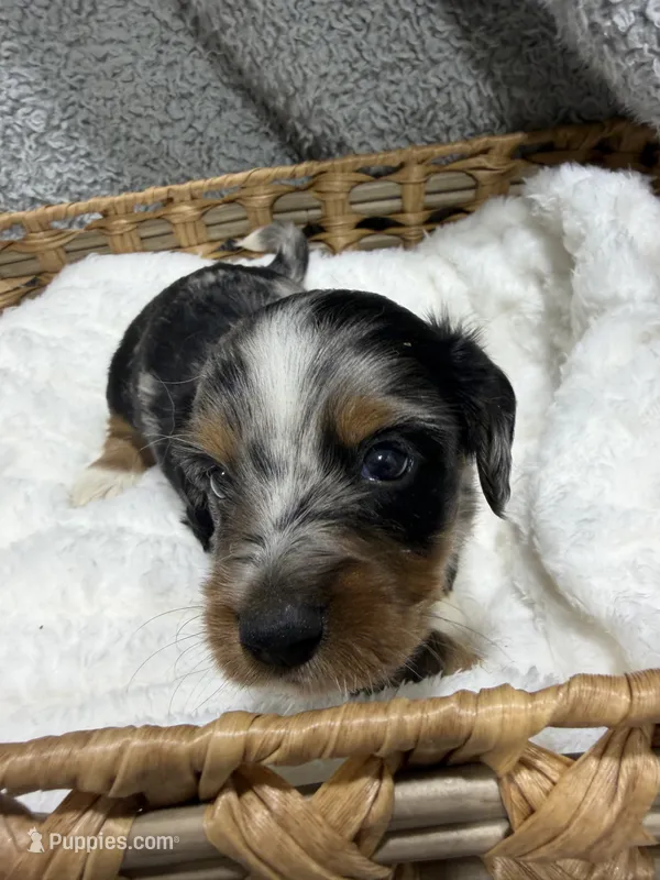 Enzo  – Dachshund, Miniature Dachshund puppy for sale in Mansfield, MO