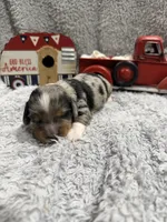 Elvis , a male Dachshund and Miniature Dachshund for sale in Mansfield, MO – 1 of 6