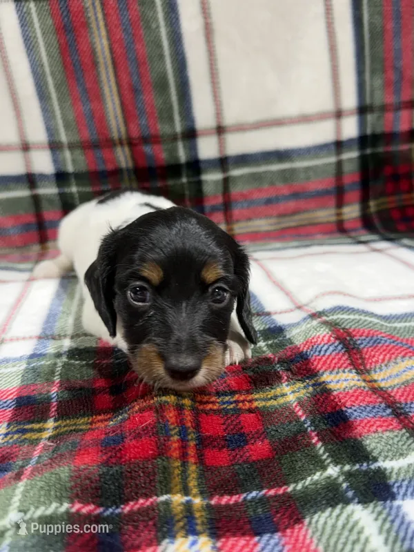 Chase – Dachshund, Miniature Dachshund puppy for sale in Mansfield, MO