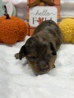 Cedar , a male Miniature Dachshund for sale in Mansfield, MO – 1 of 2