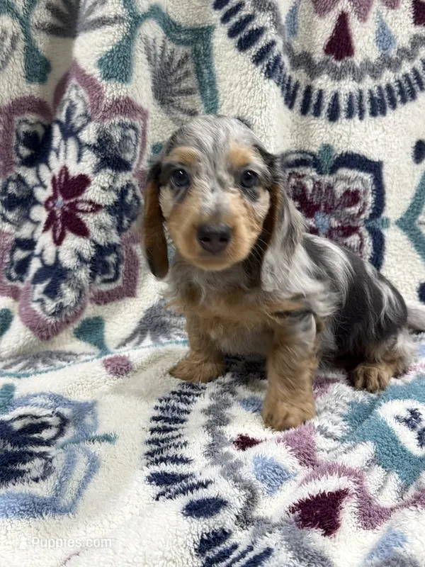 Tim (AKC) – Dachshund, Miniature Dachshund puppy for sale in Mansfield, MO