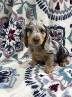 Tim (AKC), a male Dachshund and Miniature Dachshund for sale in Mansfield, MO – 1 of 10