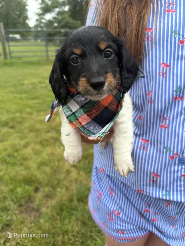 Chase – Dachshund, Miniature Dachshund puppy for sale in Mansfield, MO