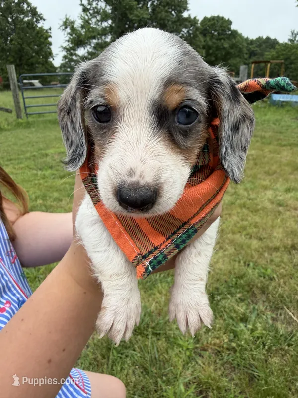 Jack (AKC) – Dachshund, Miniature Dachshund puppy for sale in Mansfield, MO