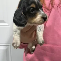 Chief, a male Dachshund and Miniature Dachshund for sale in Mansfield, MO – Photo 5 of 8