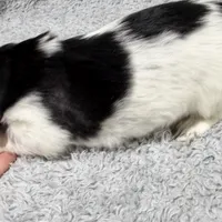 Chief, a male Dachshund and Miniature Dachshund for sale in Mansfield, MO – Photo 7 of 8