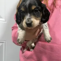 Chief, a male Dachshund and Miniature Dachshund for sale in Mansfield, MO – Photo 2 of 8