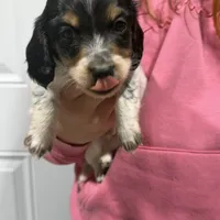 Chief, a male Dachshund and Miniature Dachshund for sale in Mansfield, MO – Photo 4 of 8