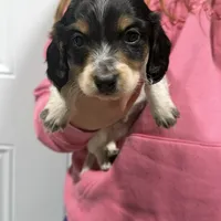 Chief, a male Dachshund and Miniature Dachshund for sale in Mansfield, MO – Photo 3 of 8