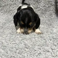 Chief, a male Dachshund and Miniature Dachshund for sale in Mansfield, MO – Photo 8 of 8