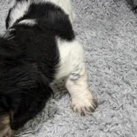 Chief, a male Dachshund and Miniature Dachshund for sale in Mansfield, MO – Photo 6 of 8