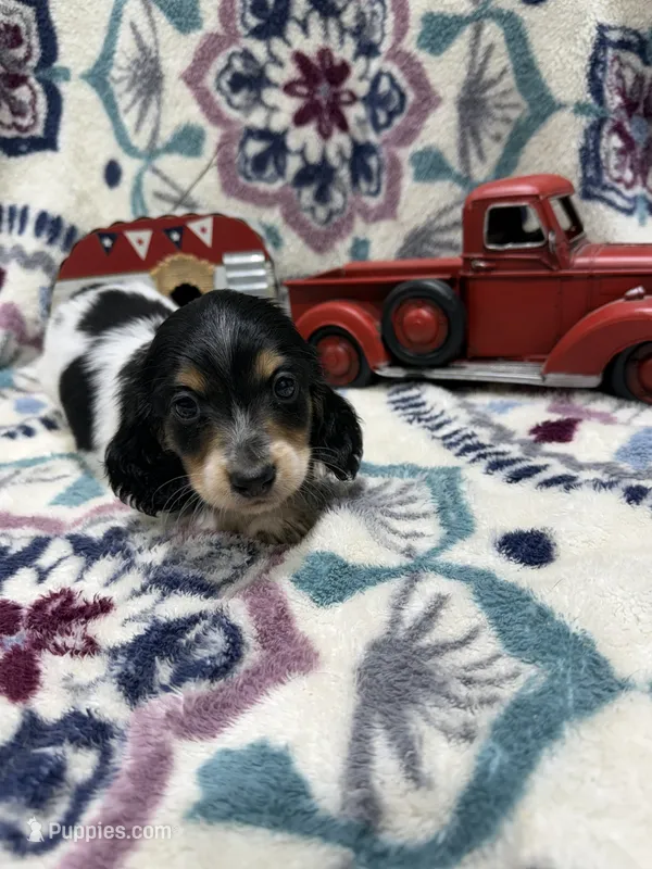 Chief, a male Dachshund and Miniature Dachshund for sale in Mansfield, MO – Photo 1 of 8