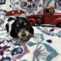 Chief, a male Dachshund and Miniature Dachshund for sale in Mansfield, MO – Photo 1 of 8