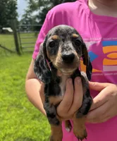 Lou (AKC), a female Dachshund and Miniature Dachshund for sale in Mansfield, MO – 2 of 7
