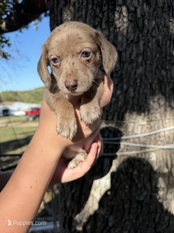Rusty  – Miniature Dachshund puppy for sale in Mansfield, MO